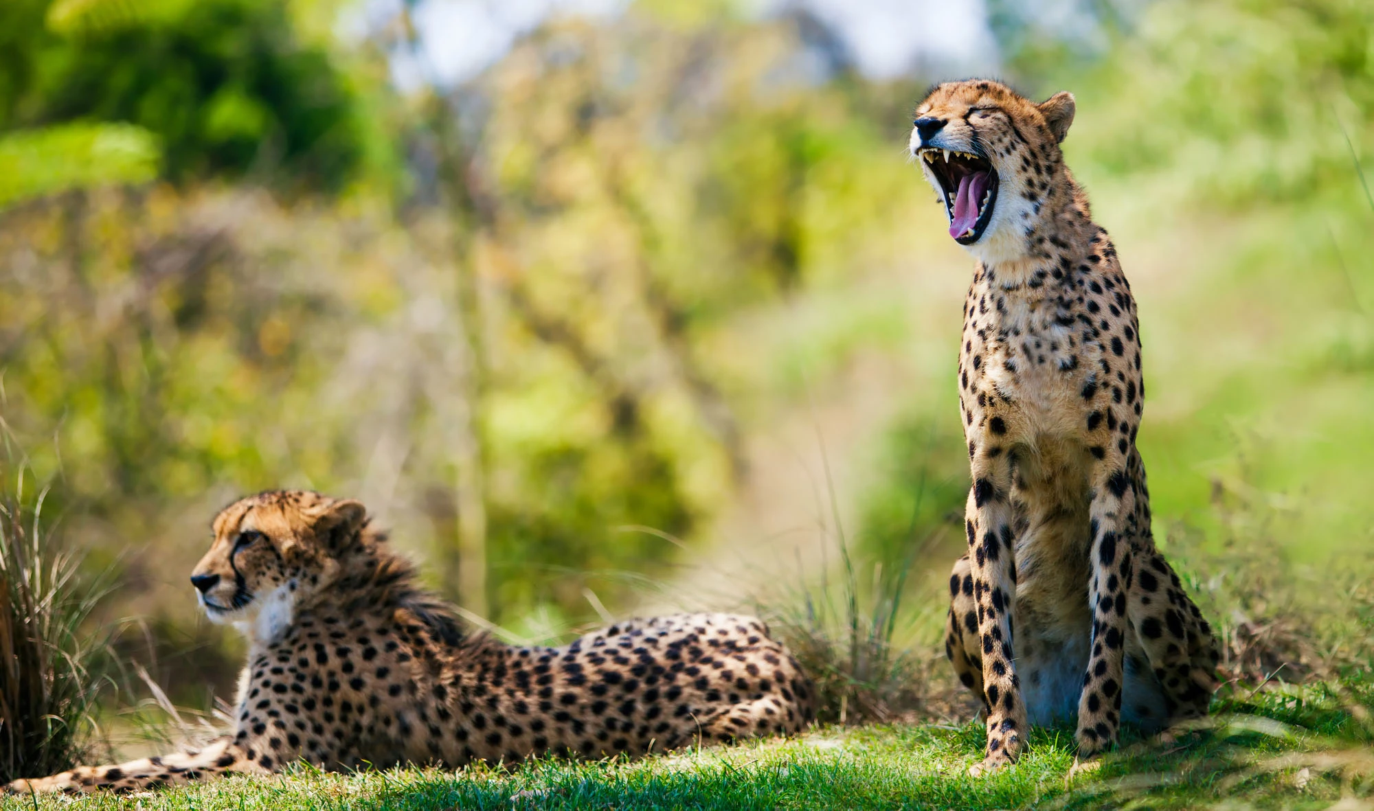  Африка. Фото