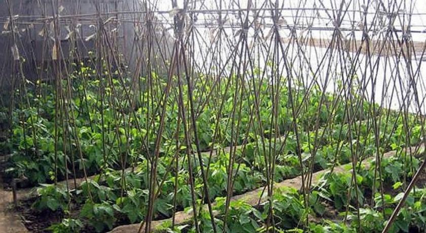 Beijing Old Zhang Garden Farmstay Xiandai Gongshe 