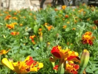 Tiebi Garden Hotel 