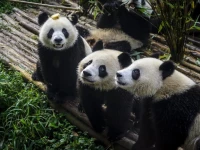 Pod Inn Chengdu Dafeng Sanyuan Avenue 