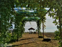 Tamteh Homestay 
