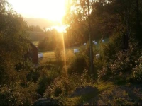 Hjorteskogen 
