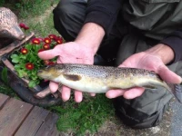 Gullvag Camping 