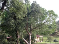 Coudelaria Vale Pau 