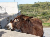 Casas do Aidro 