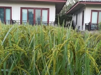Yotathai Home 