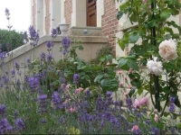 Fleur De Senon 
