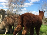 The Alpaca B&B 