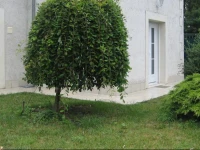 Les Agapanthes La Riche 2*