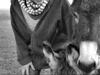 La Ferme Des 3 Suissesses 