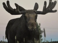 Moose Garden 