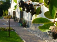 Aronia Park 