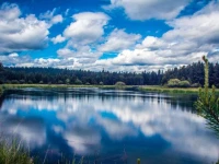 Duck Pond 3 