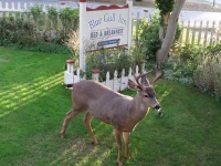 Blue Gull Inn Bed and Breakfast 