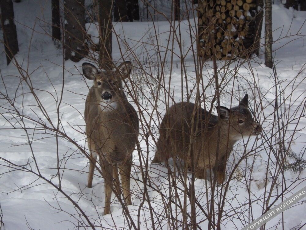 Gite Forestier De La Riviere Saguay 3*