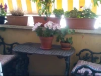 Rosas Penthouse Ponte Milvio 