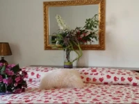 B&B Marys House 
