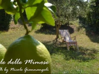 Casale Delle Mimose 