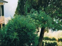 Casa Sauro 
