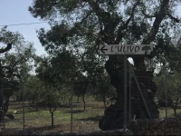 LUlivo Bed and Breakfast 