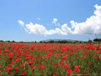Agriturismo La Facenda 