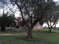 B&B Ulivi dargento 