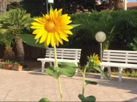 B&B Fiori Gialli Caucana 