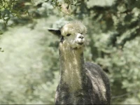 Agriturismo Degli Alpaca 