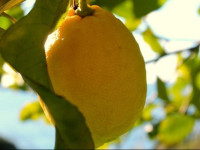 Bonassola Camere
