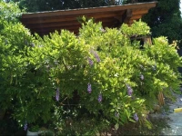 Il Convento Homestay 