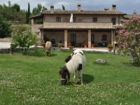 Farm stay Il Carro del Colle 