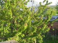 Zelenika Guest Rooms 
