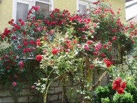 Guest House Stefani
