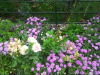 Guest House Rossy