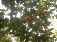 By The Lemon Tree 