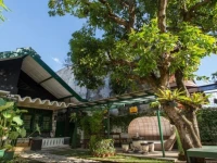 Mango Tree Dipudjo 