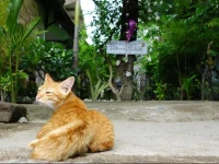 Gili Orchid 