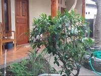 Little Ning Homestay 