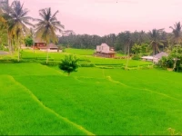 The Suci House Ubud 