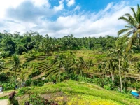 Ayu Ubud Hostel 