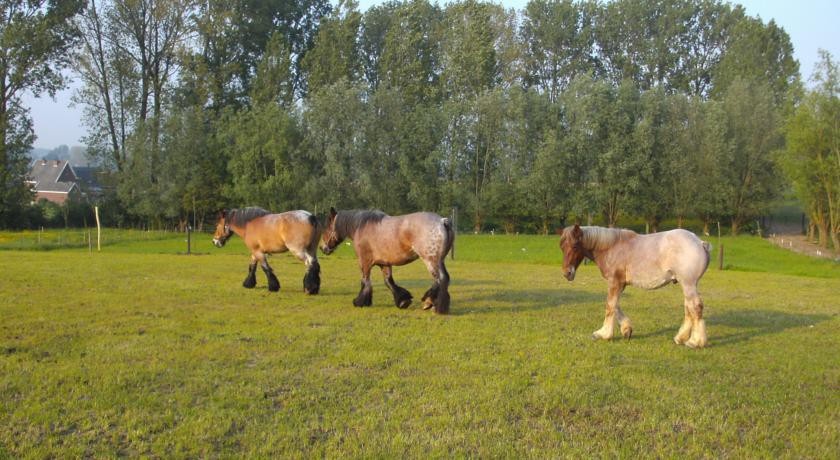 B&B In De Lossen Teugel 
