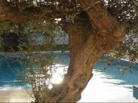 Villa G Djerba 