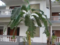 NK Holiday Apartments Benaulim Goa 