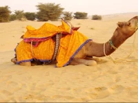 Marwar Camps Jaisalmer 