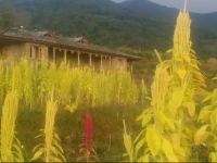 Homestay The Goat Village 