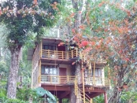 Jungle Jive Tree House Munnar 