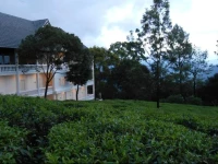 Tea Harvester 
