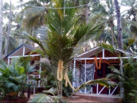 Royal Garden