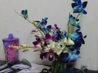 Holiday Home Pune 