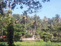 Royal Pine Huts 